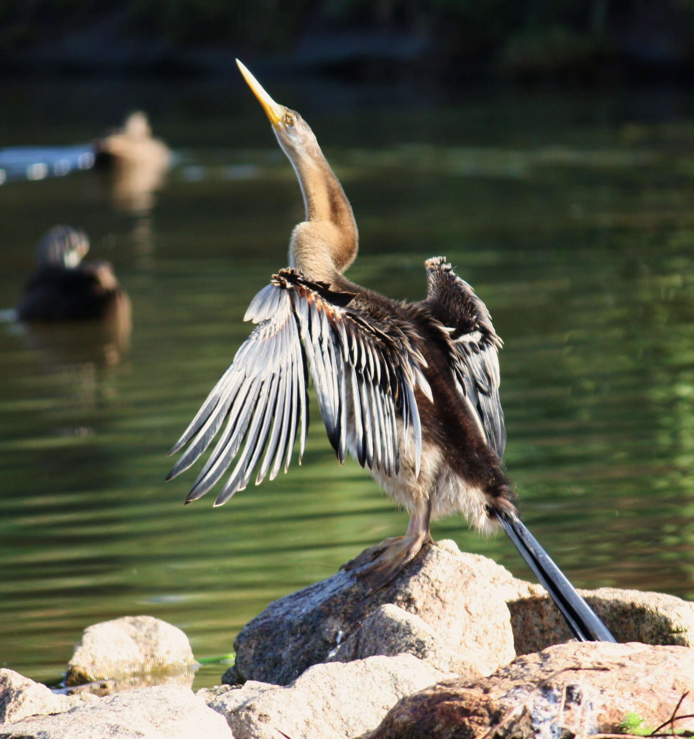 Plancia ëd Anhinga novaehollandiae (Gould 1847)