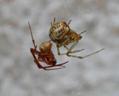 Image of Parasteatoda