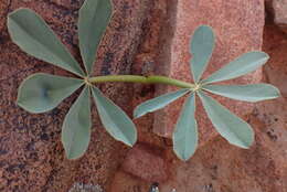 Image of Oxalis flava L.