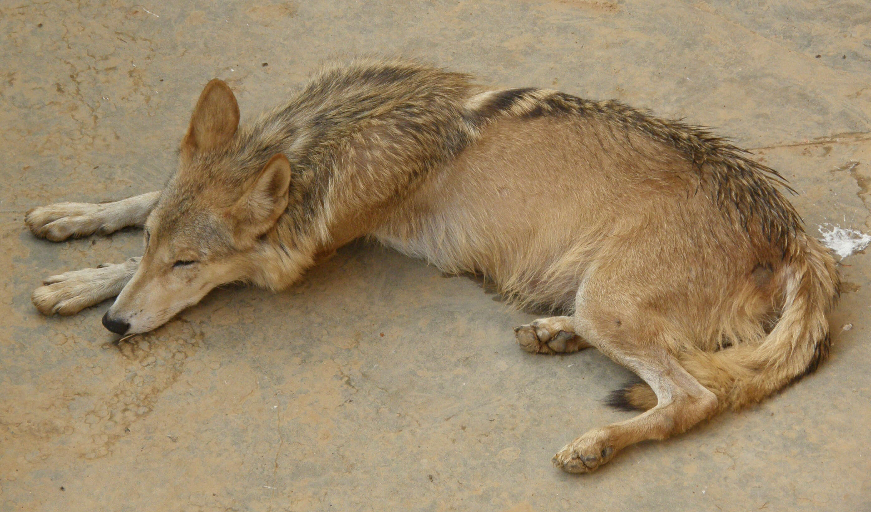 Image of Indian Wolf