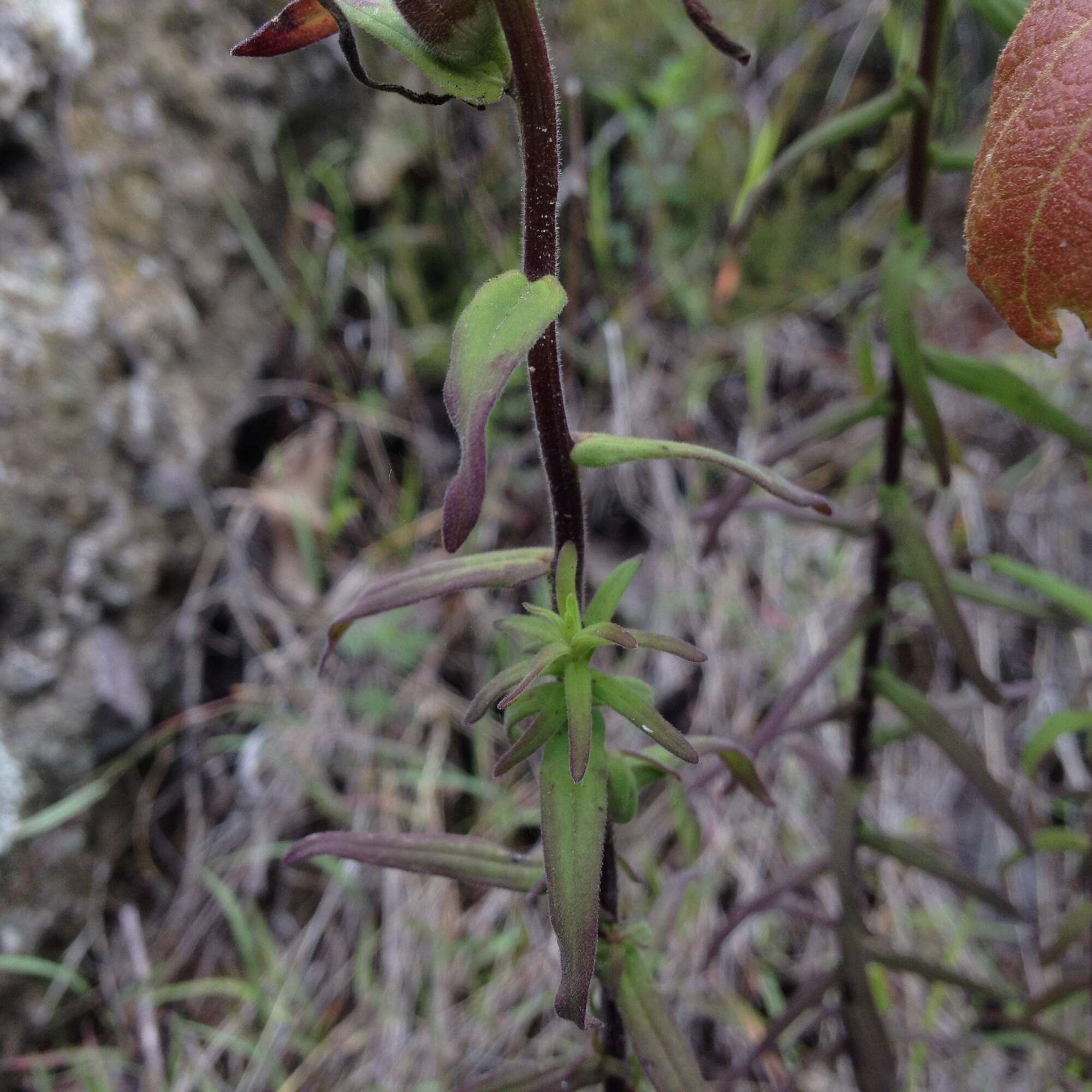 Image of <i>Castilleja <i>tenuiflora</i></i> var. tenuiflora