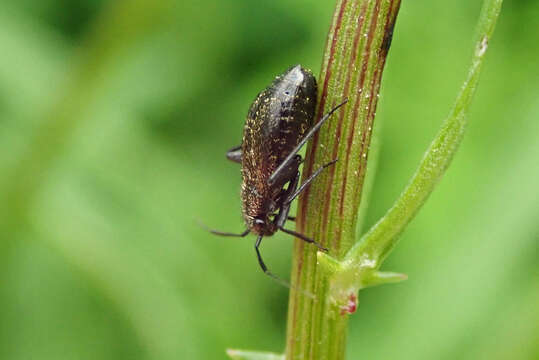 Слика од Orthocephalus coriaceus (Fabricius 1777)