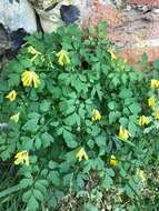 Image of yellow corydalis