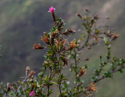 Image of Barnadesia arborea Kunth