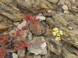 Image of Crassula atropurpurea var. muirii (Schönl.) G. D. Rowley