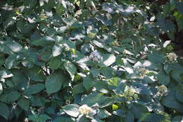 Sivun Hydrangea involucrata Siebold kuva