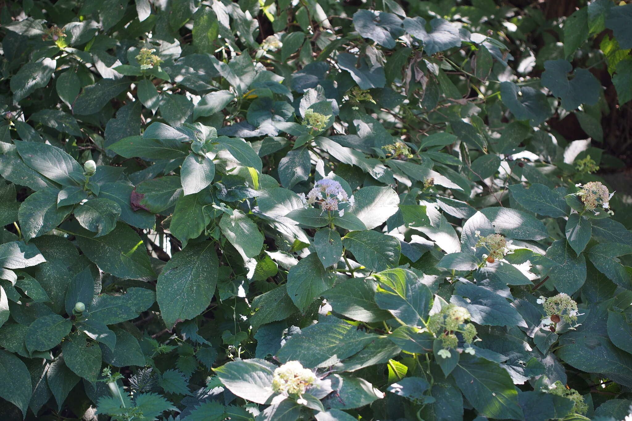 Image of Hydrangea involucrata Siebold