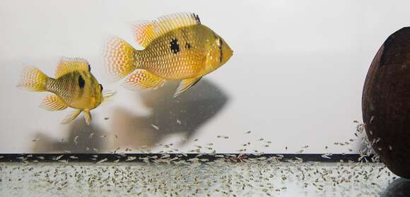 Image of Pearl cichlid