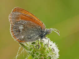 Image of Coenonympha glycerion