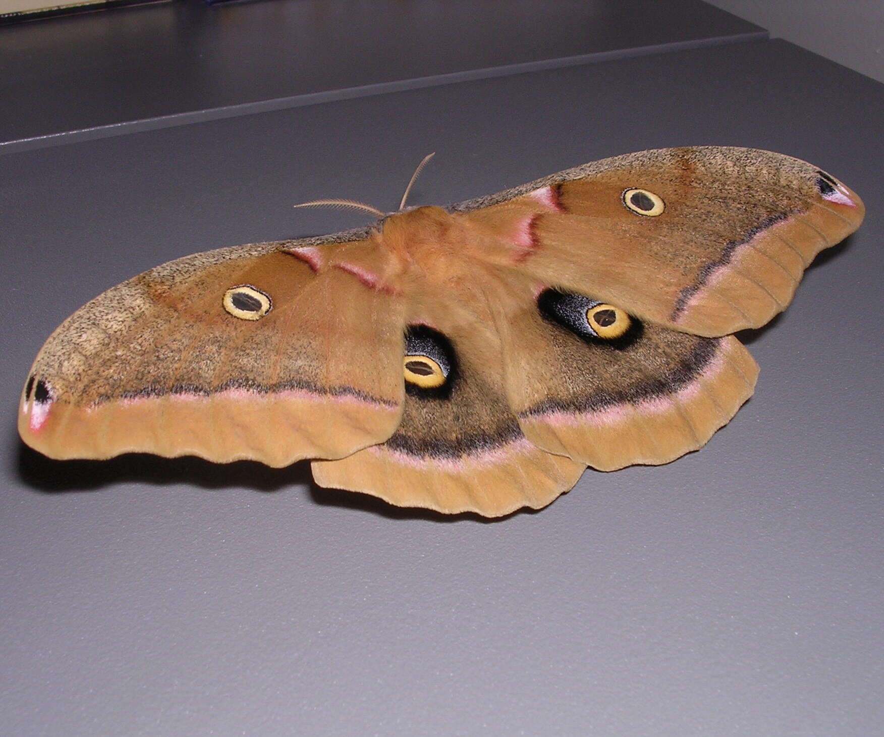 Image of Antheraea subgen. Telea Hübner (1819)