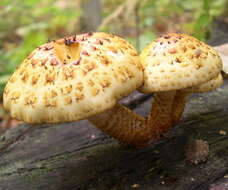 Pholiota aurivella (Batsch) P. Kumm. 1871 resmi