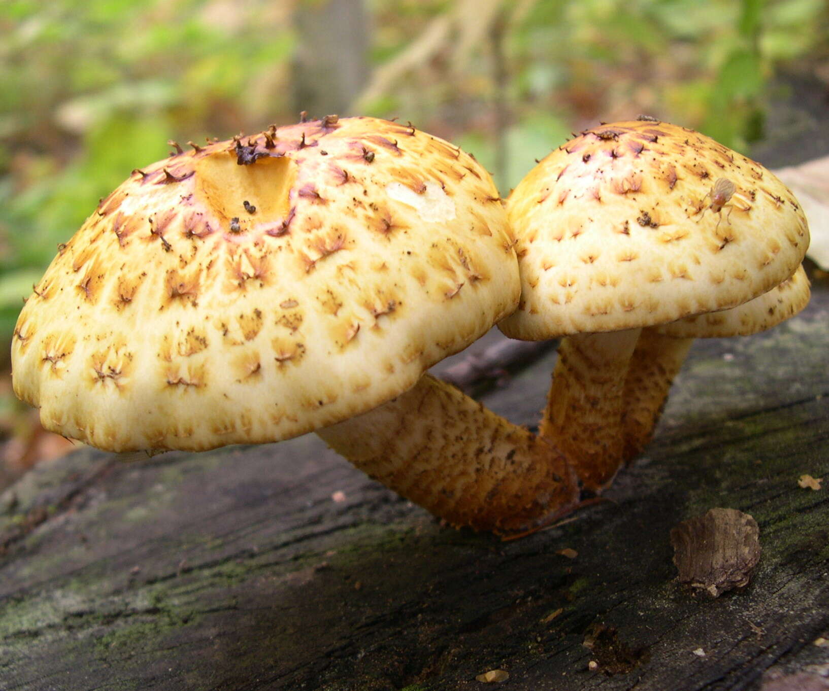 Pholiota aurivella (Batsch) P. Kumm. 1871 resmi