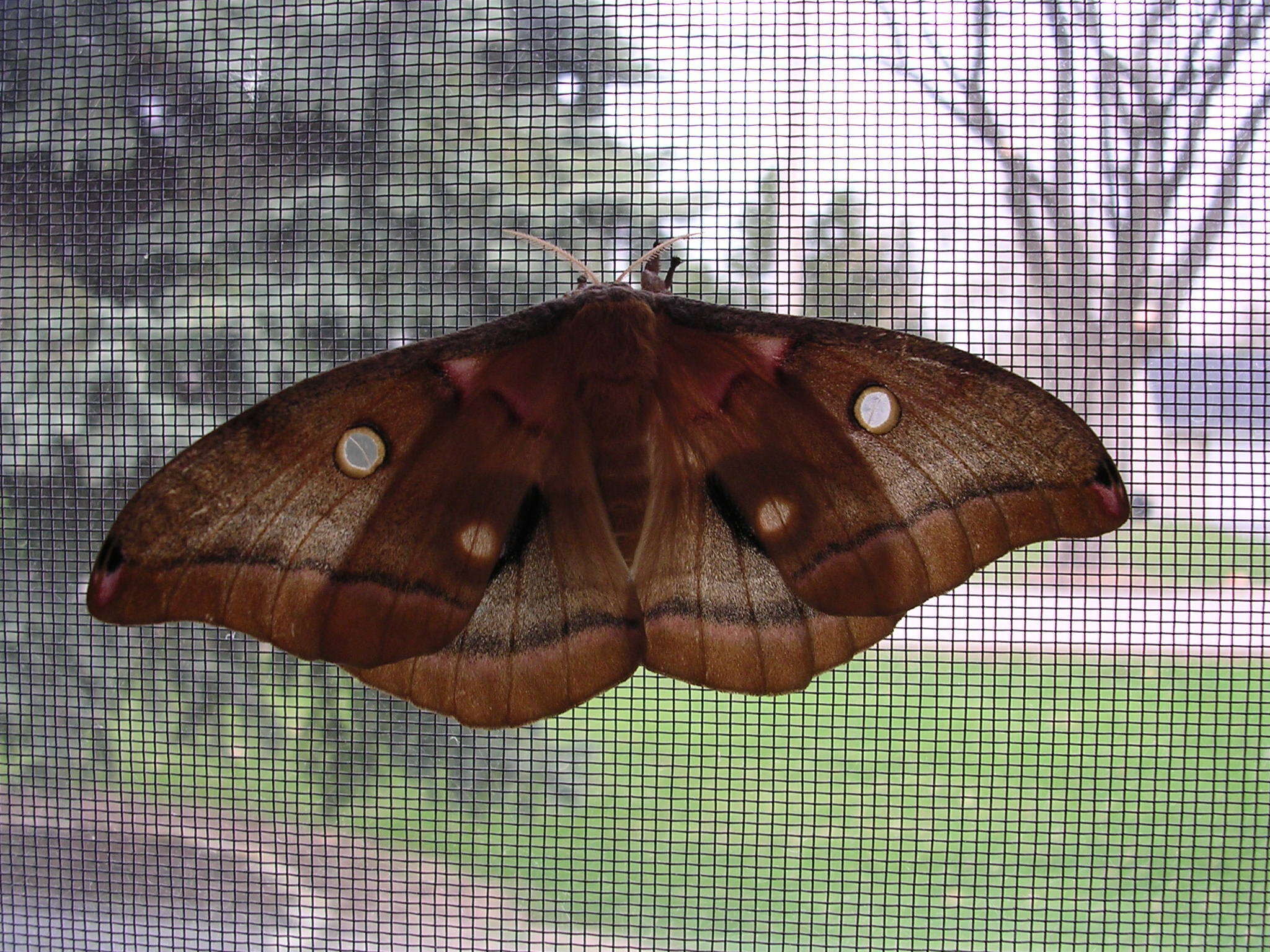 Image of Antheraea subgen. Telea Hübner (1819)