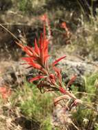 Слика од Castilleja subinclusa var. jepsonii (Bacig. & Heckard) J. M. Egger