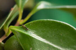 Image of Jumping spider