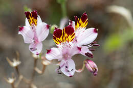 Image of Alstroemeria pulchra Sims