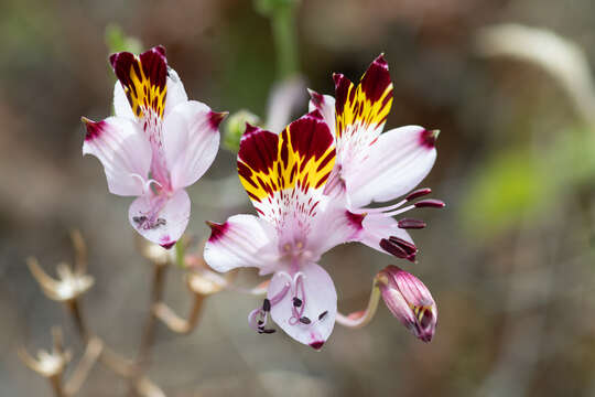 Image of Alstroemeria pulchra Sims