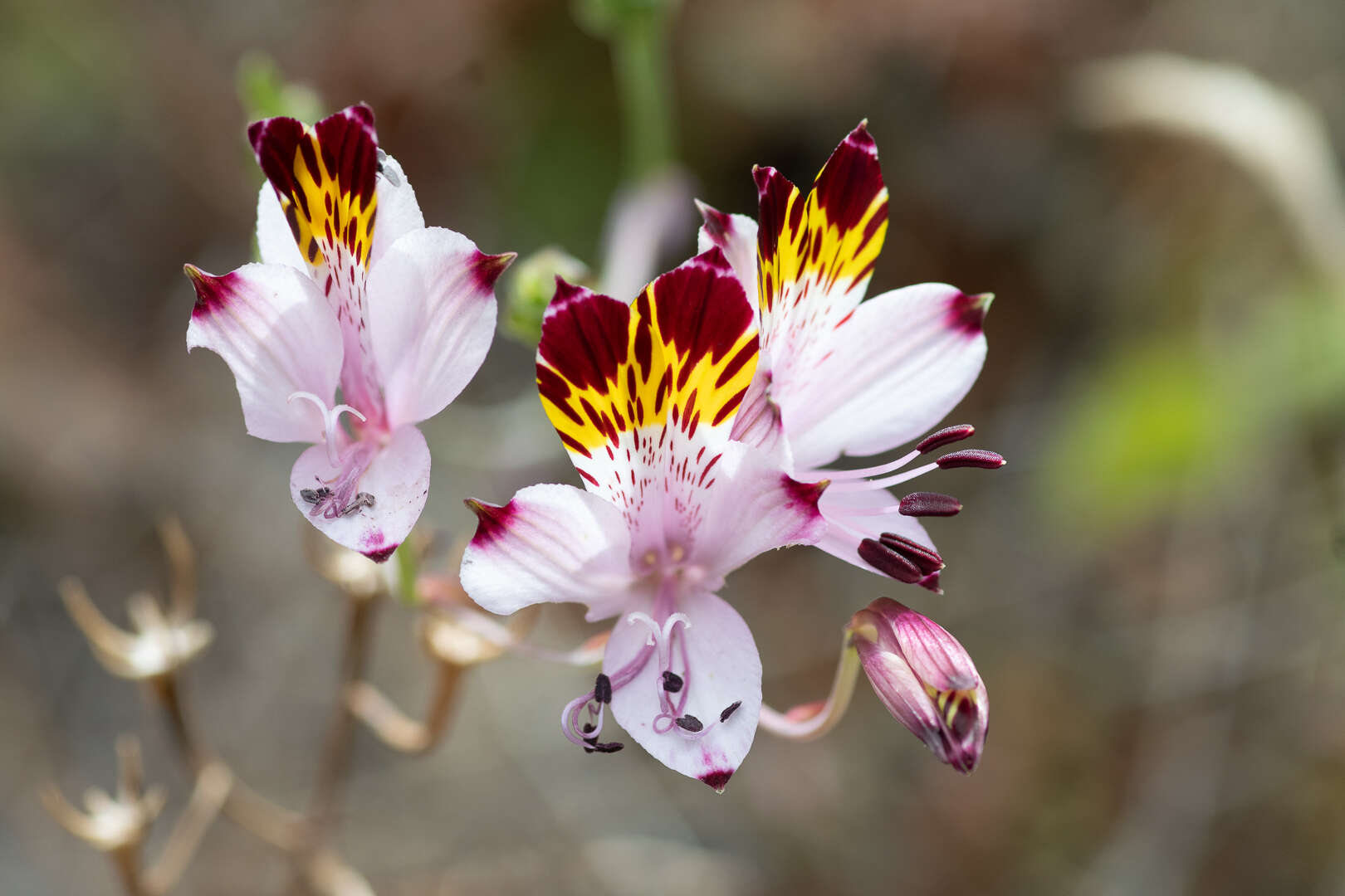 Image of Alstroemeria pulchra Sims