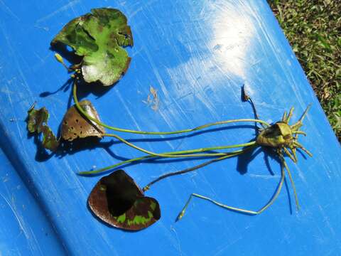 Image of Nymphoides hydrophylla (Loureiro) Kuntze