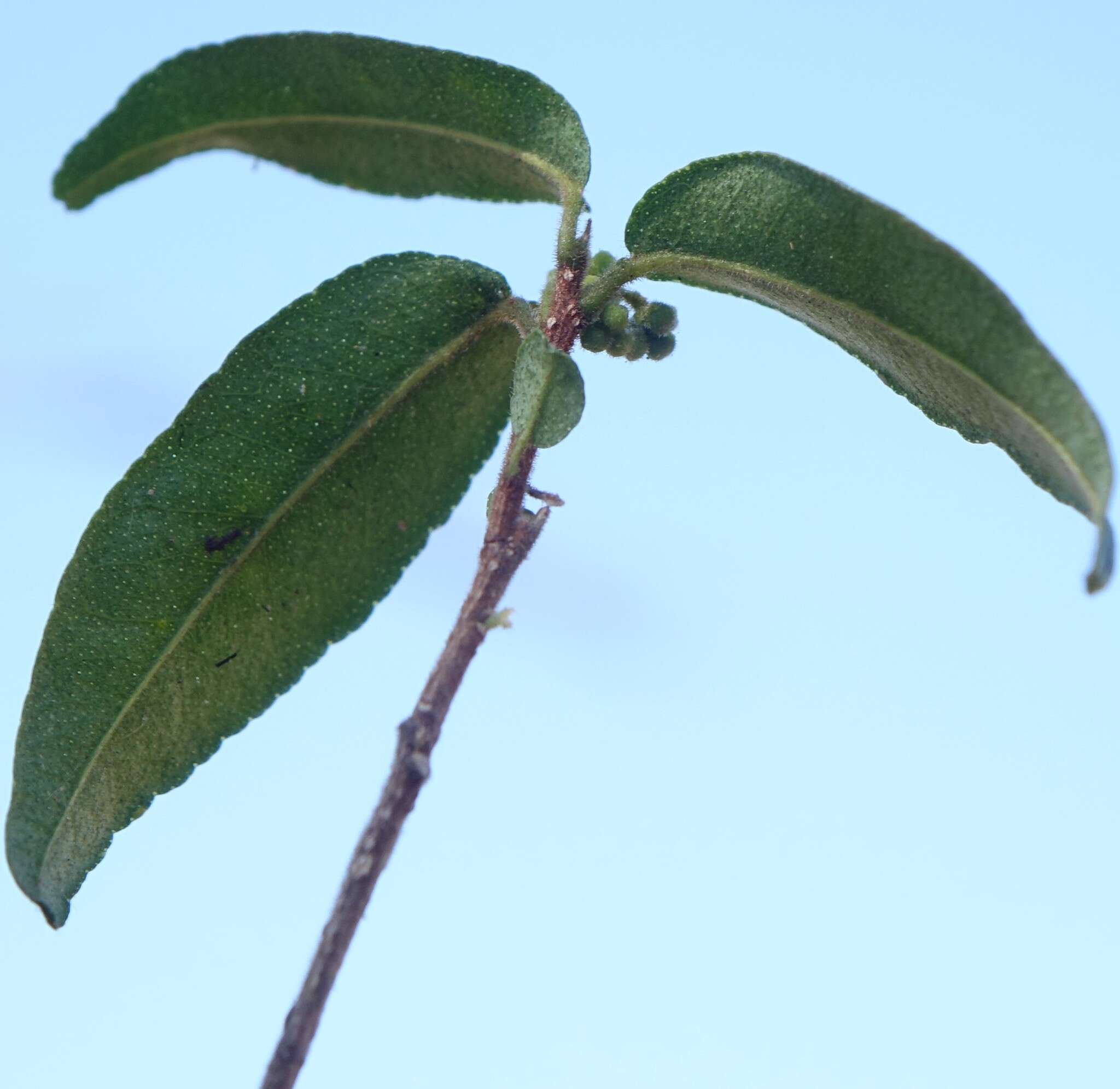 Image of Vepris calcicola H. Perrier