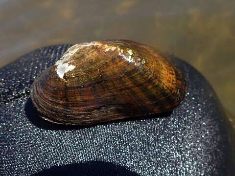 Alasmidonta varicosa (Lamarck 1819) resmi