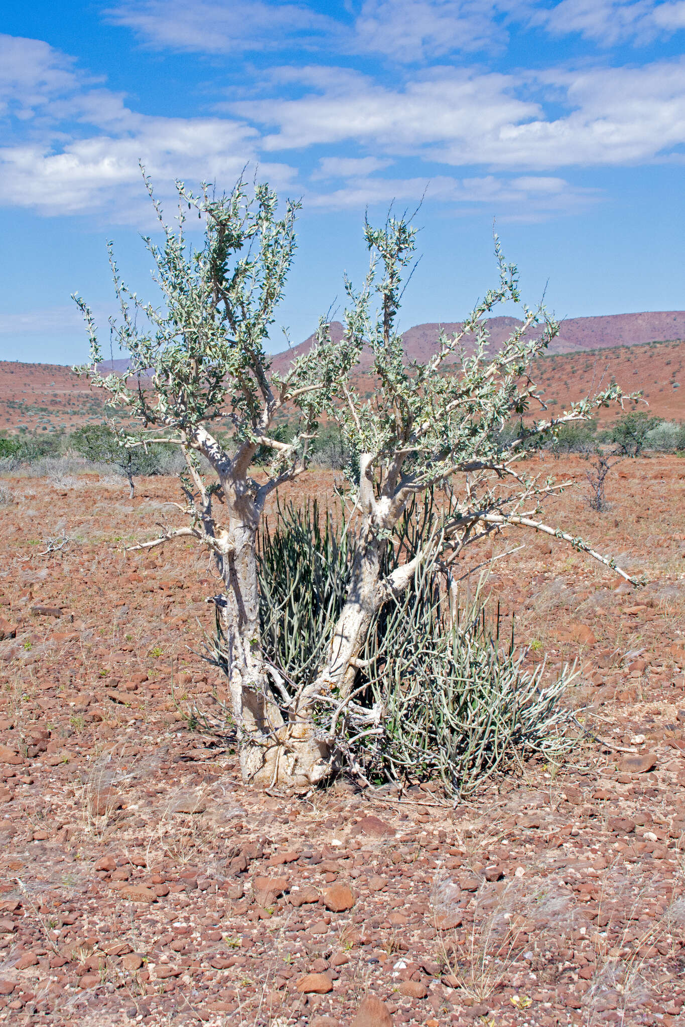 Image of Sesamothamnus guerichii (Engl.) E. A. Bruce