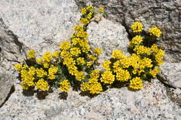 Image of granite draba