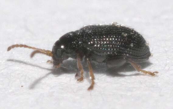 Image of Potato Flea Beetle