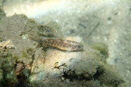 صورة Redigobius macrostoma (Günther 1861)