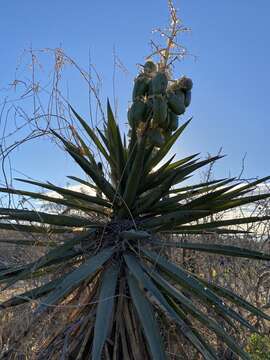 Image of Yucca capensis L. W. Lenz