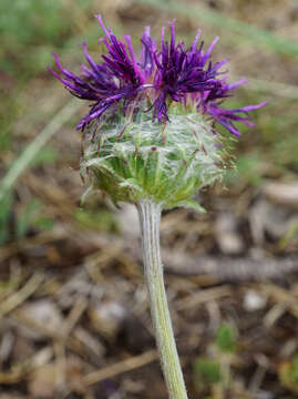 Image of Jurinea mollis (L.) Rchb.