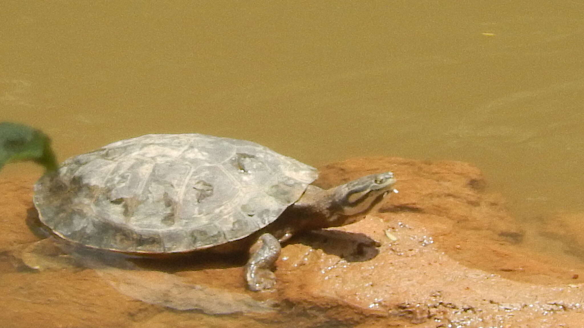 Image of Cotinga River Toadhead Turtle