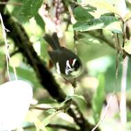 Image of Black-cheeked Warbler