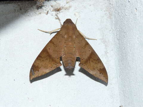 Image of False Fig Sphinx Moth