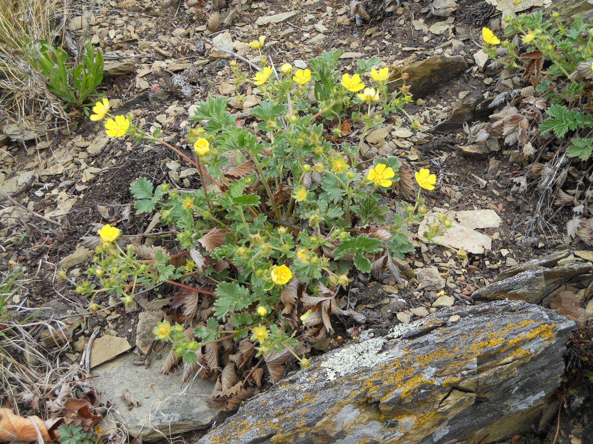 Imagem de Potentilla ancistrifolia Bunge