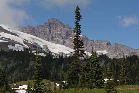 Image of subalpine fir