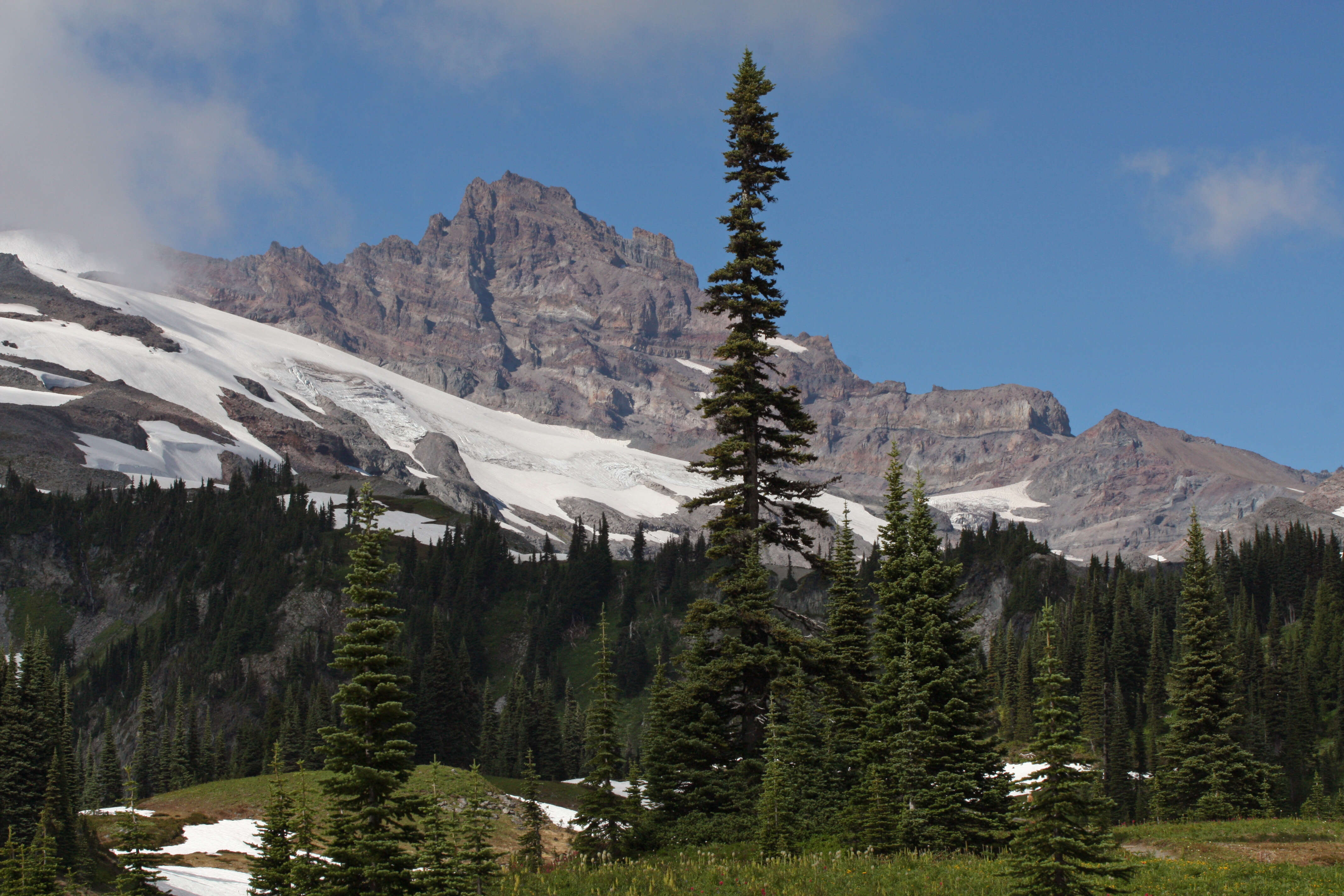 Image of subalpine fir