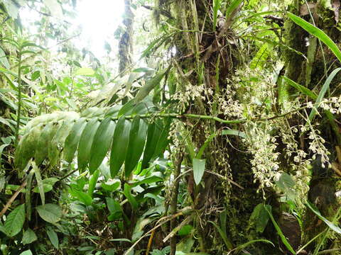 Image of Epidendrum goodspeedianum A. D. Hawkes