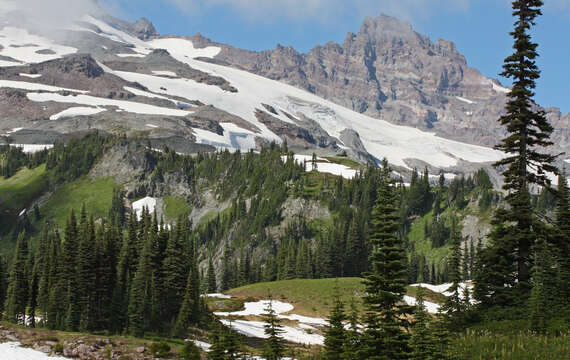 Image of subalpine fir