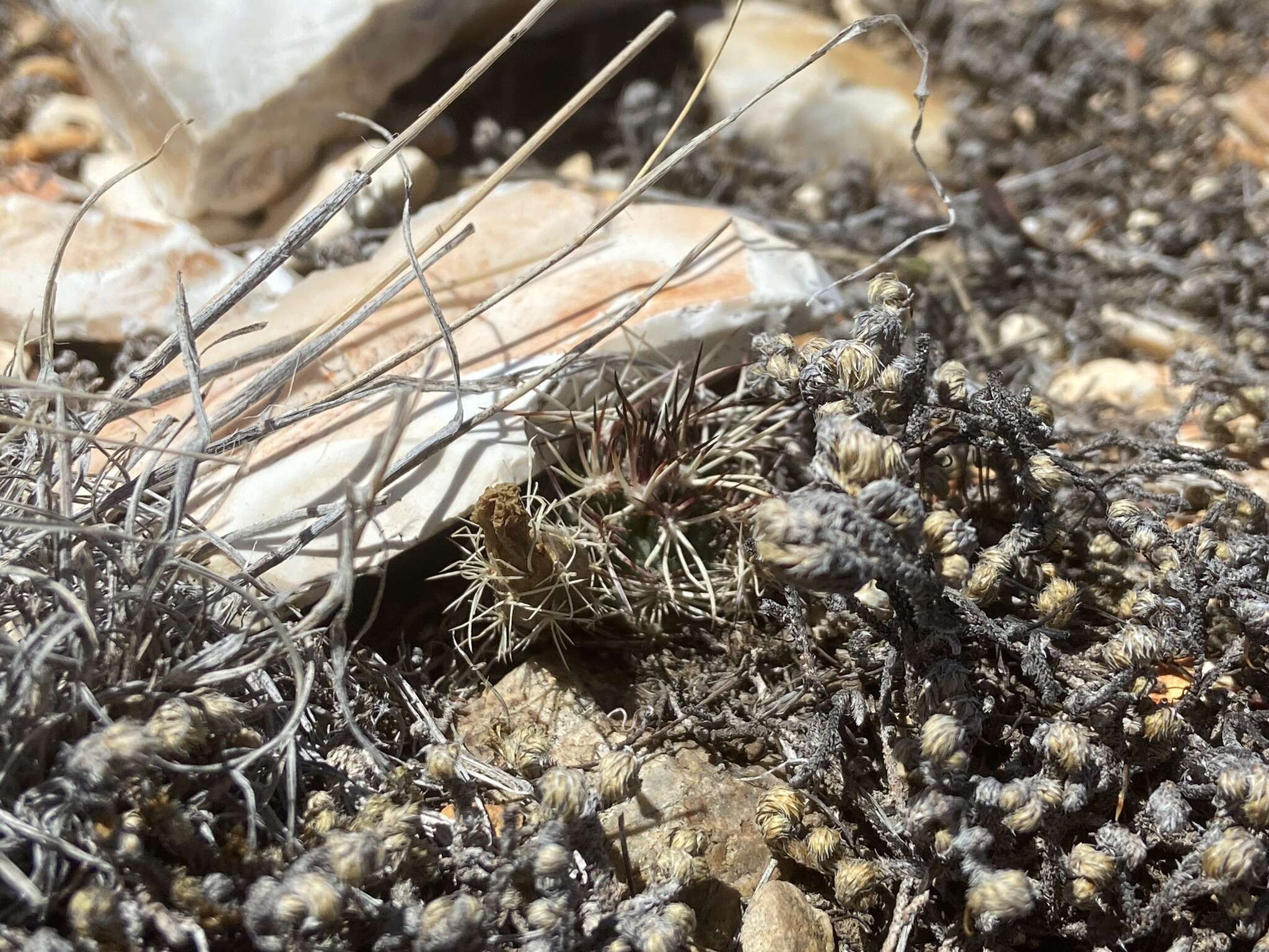 Image of Davis' green pitaya