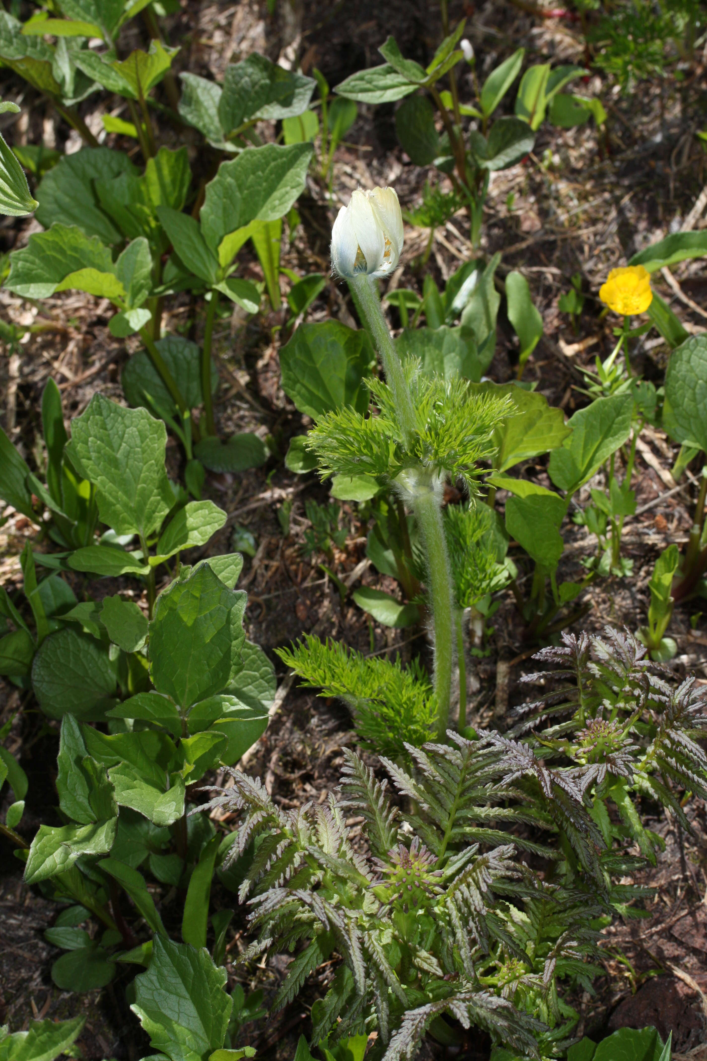 Imagem de Pulsatilla occidentalis (S. Wats.) Freyn