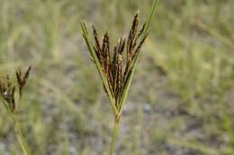 Image of Cyperus rigidifolius Steud.