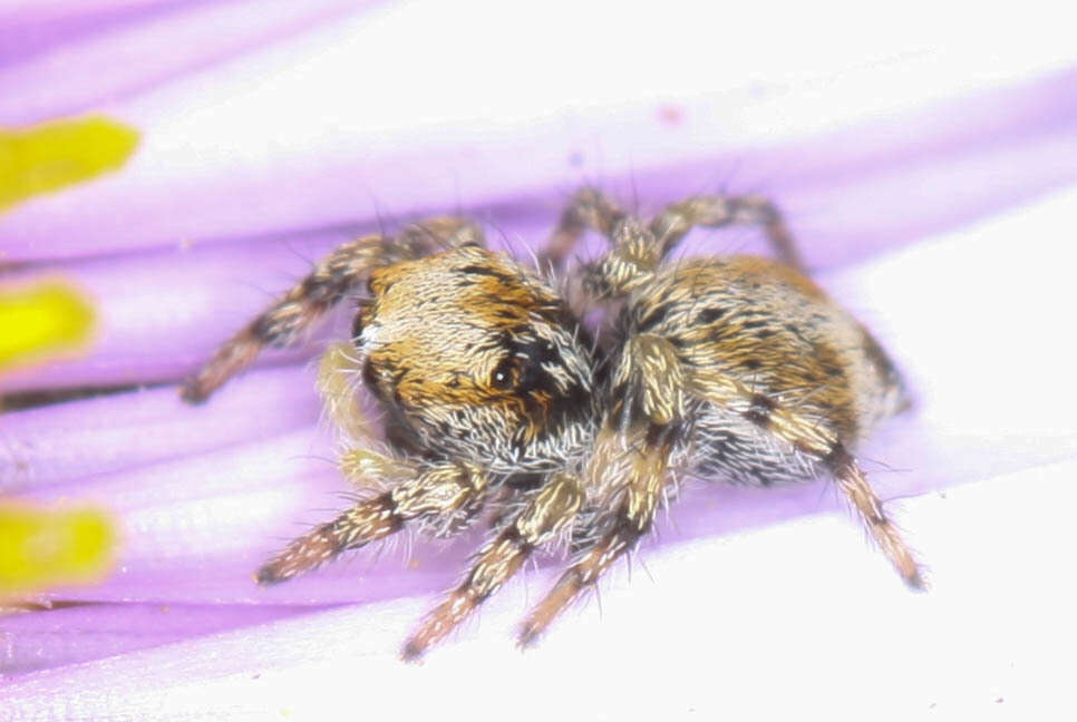 Image of Habronattus amicus (Peckham & Peckham 1909)