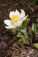 Image of pasqueflower