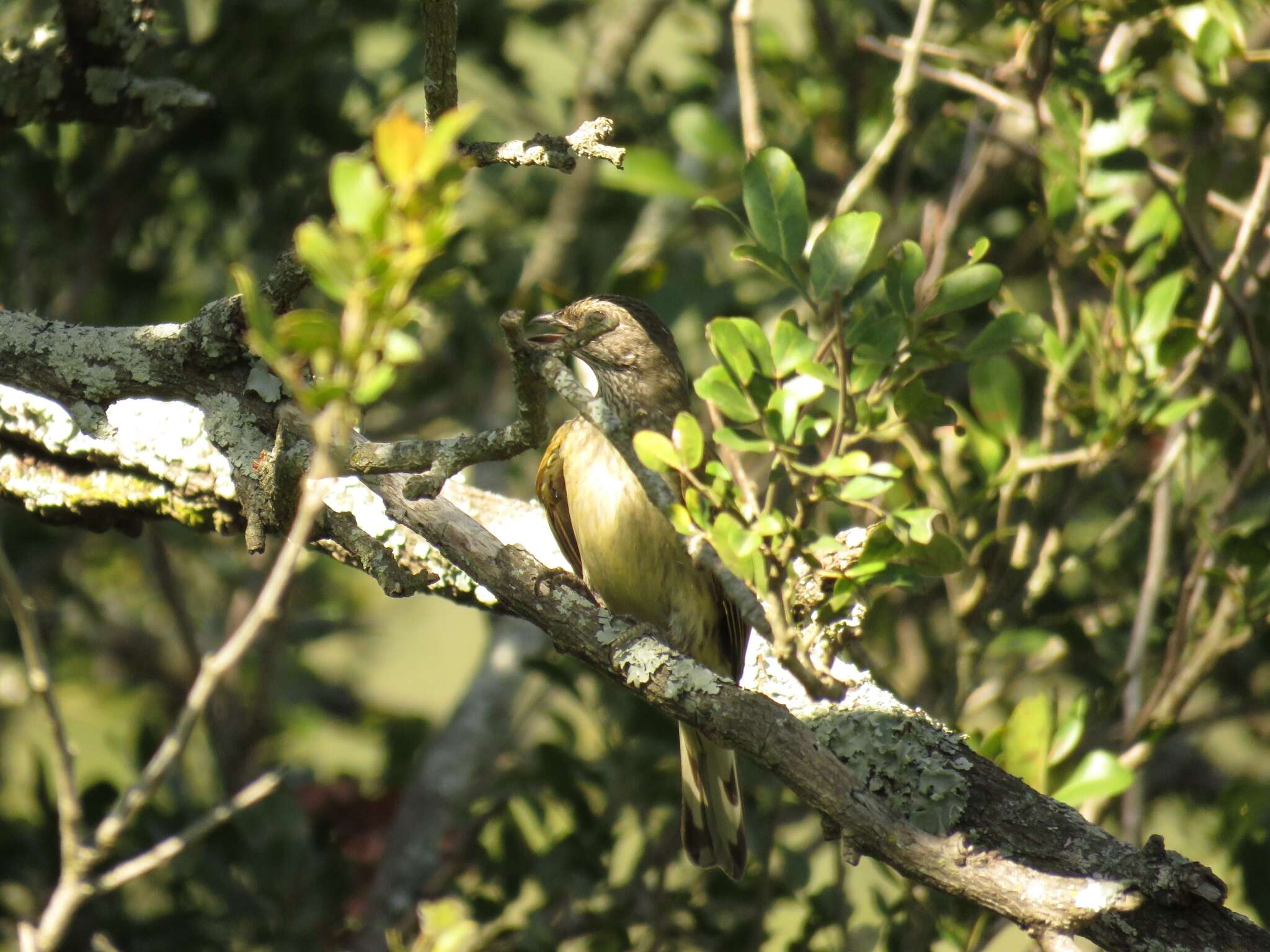 Image of Scaly-throated Honeyguide