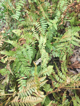 Image of Autumn fern