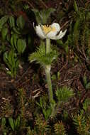 Image of white pasqueflower