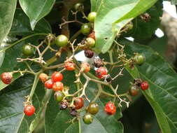 Image de Cordia collococca L.