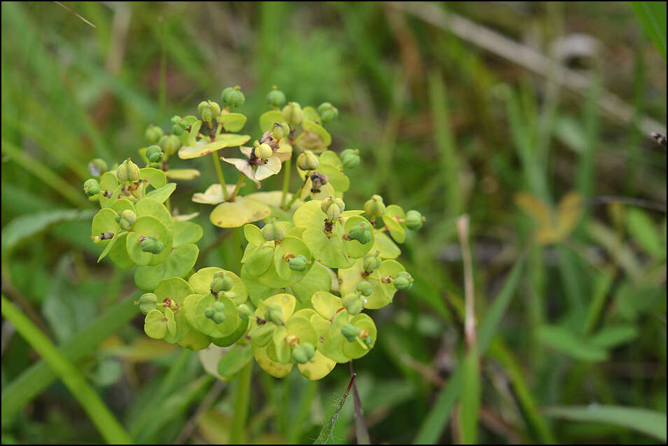 Слика од Euphorbia jolkinii Boiss.