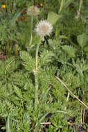 Imagem de Pulsatilla occidentalis (S. Wats.) Freyn